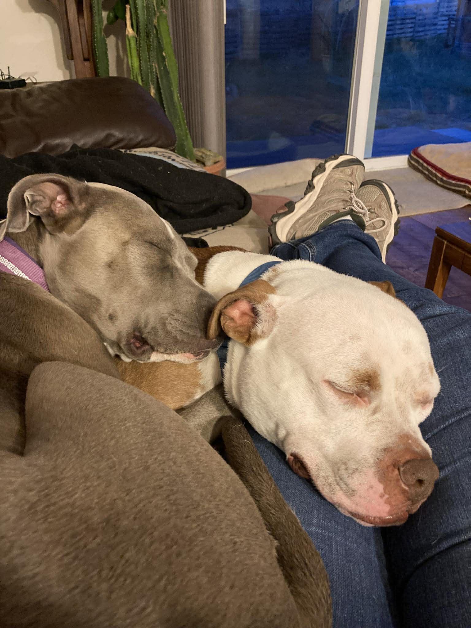Enlarge Toby, a Adoptable Pit Bull Terrier in Arlee, MT image 6/6