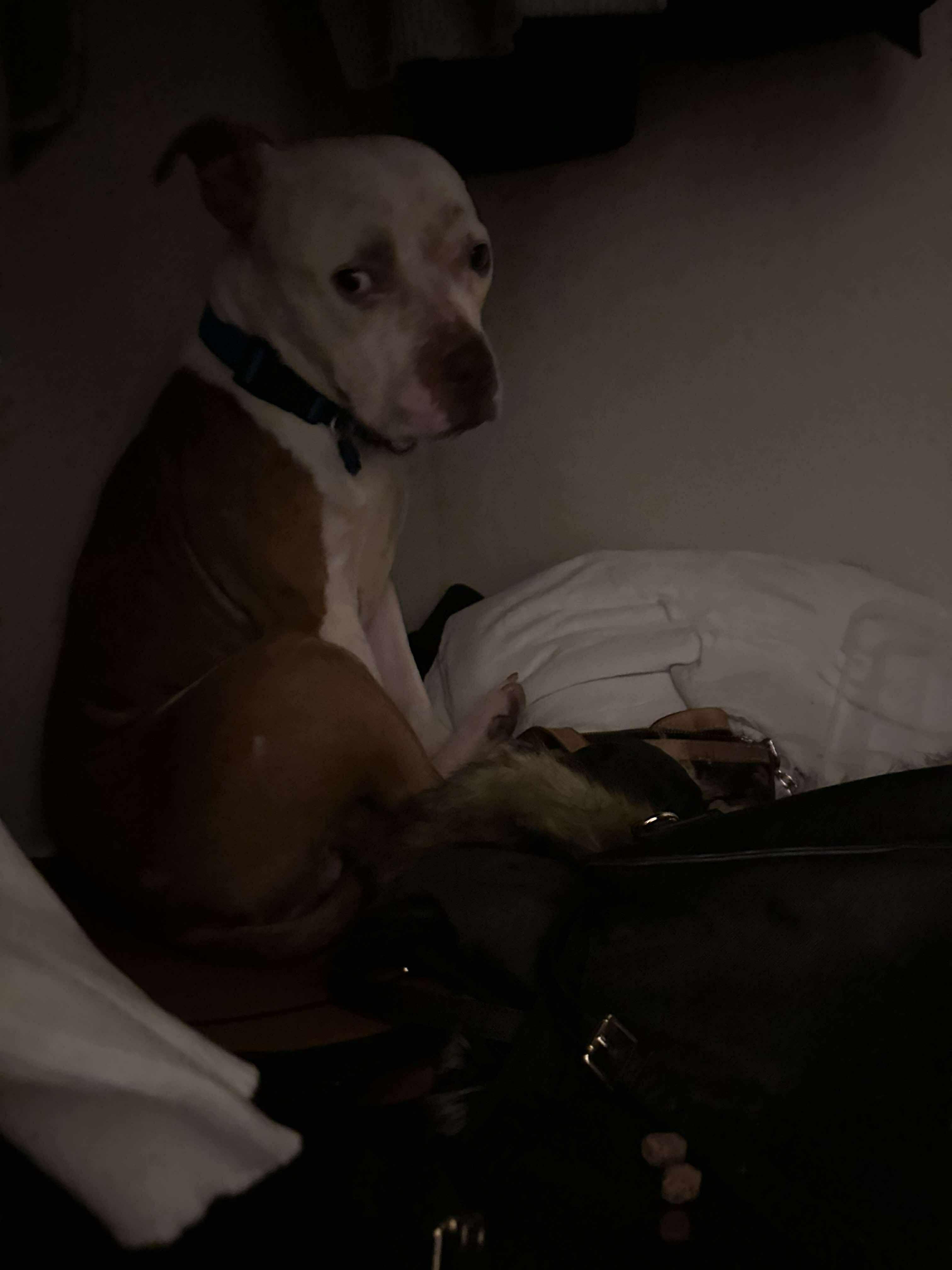 Enlarge Toby, a Adoptable Pit Bull Terrier in Arlee, MT image 5/6