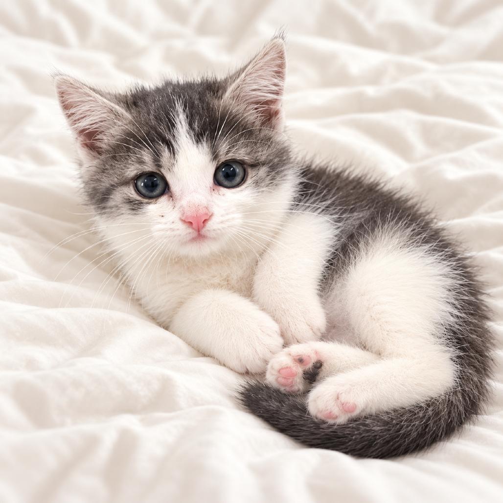 Miso, Adoptable, Kitten Male American Shorthair.