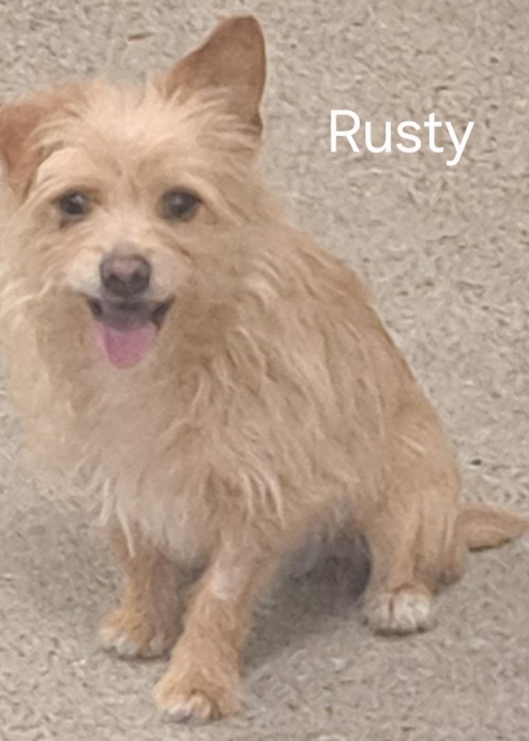 Rusty, a ADOPTABLE mixed breed in Burleson, TX image 1/2