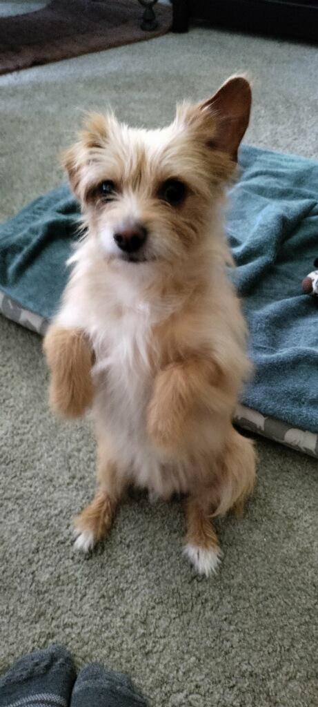 Rusty, a ADOPTABLE mixed breed in Burleson, TX image 2/2