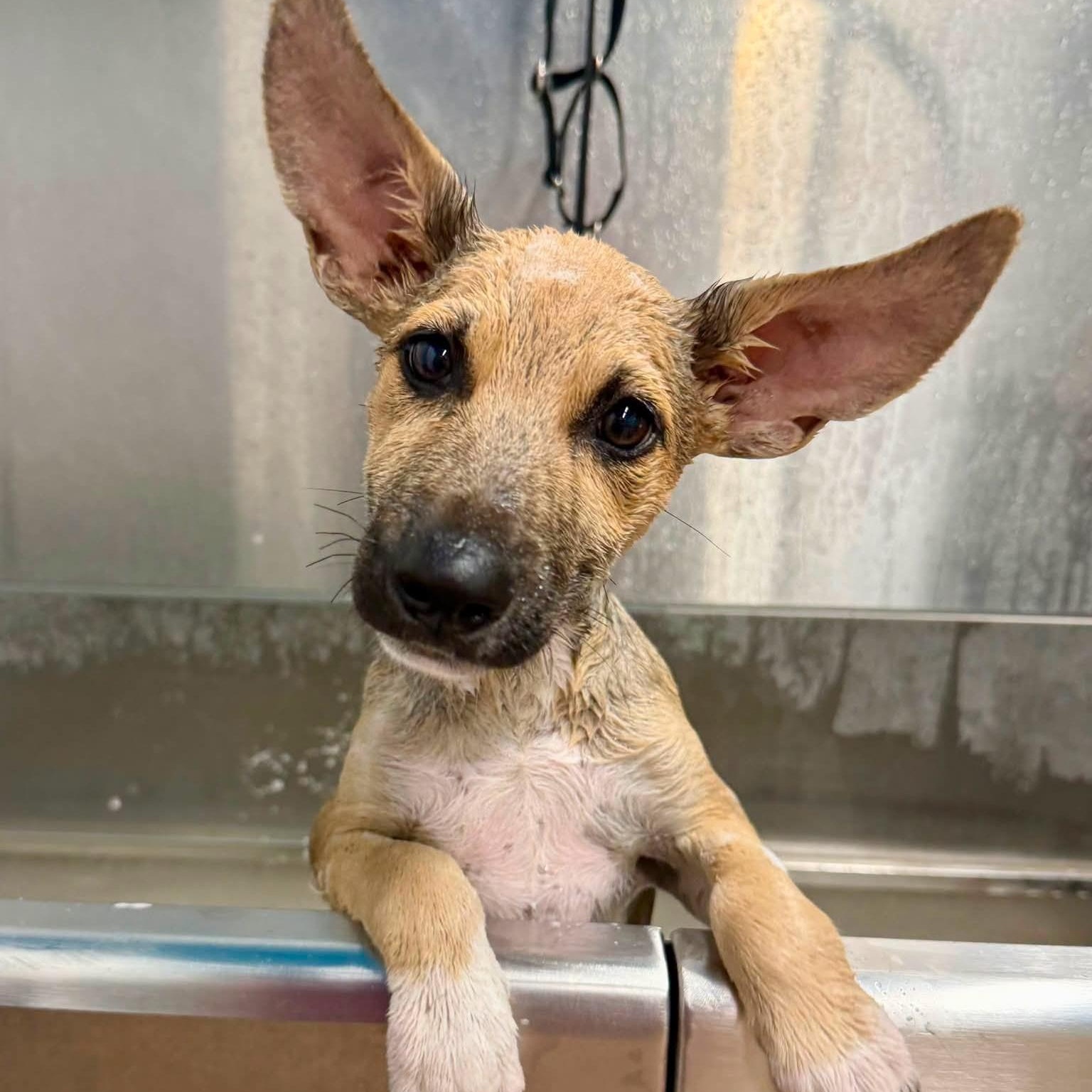 Miss Della, ADOPTABLE, Puppy Female Shepherd.