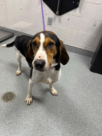 Enlarge Fancee, a Adoptable mixed breed in Sevierville, TN image 1/2