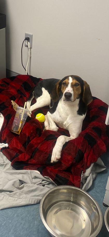 Enlarge Fancee, a Adoptable mixed breed in Sevierville, TN image 2/2