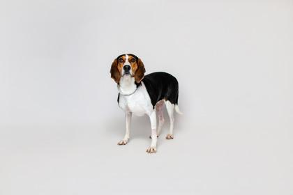 Enlarge Fancee, a Adoptable mixed breed in Sevierville, TN image 3/3