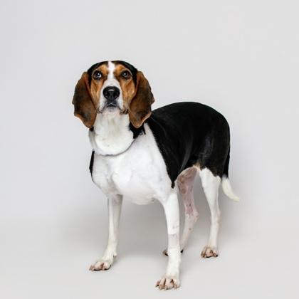 Enlarge Fancee, a Adoptable mixed breed in Sevierville, TN image 3/3