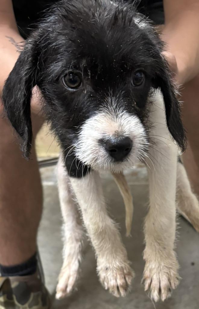 Enlarge Avery, a Adopted mixed breed in Swainsboro, GA image 1/1