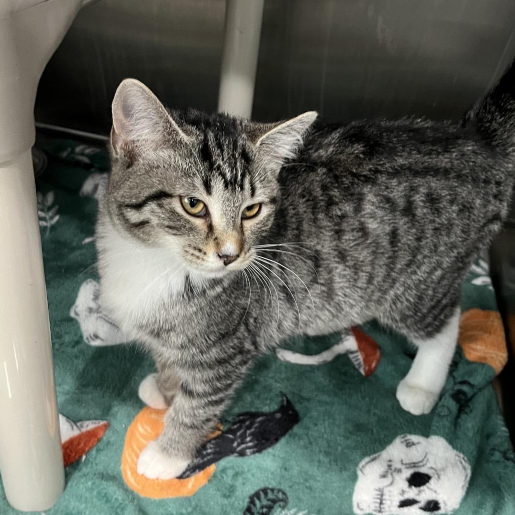 Clover, Adoptable, Kitten Female Domestic Short Hair.