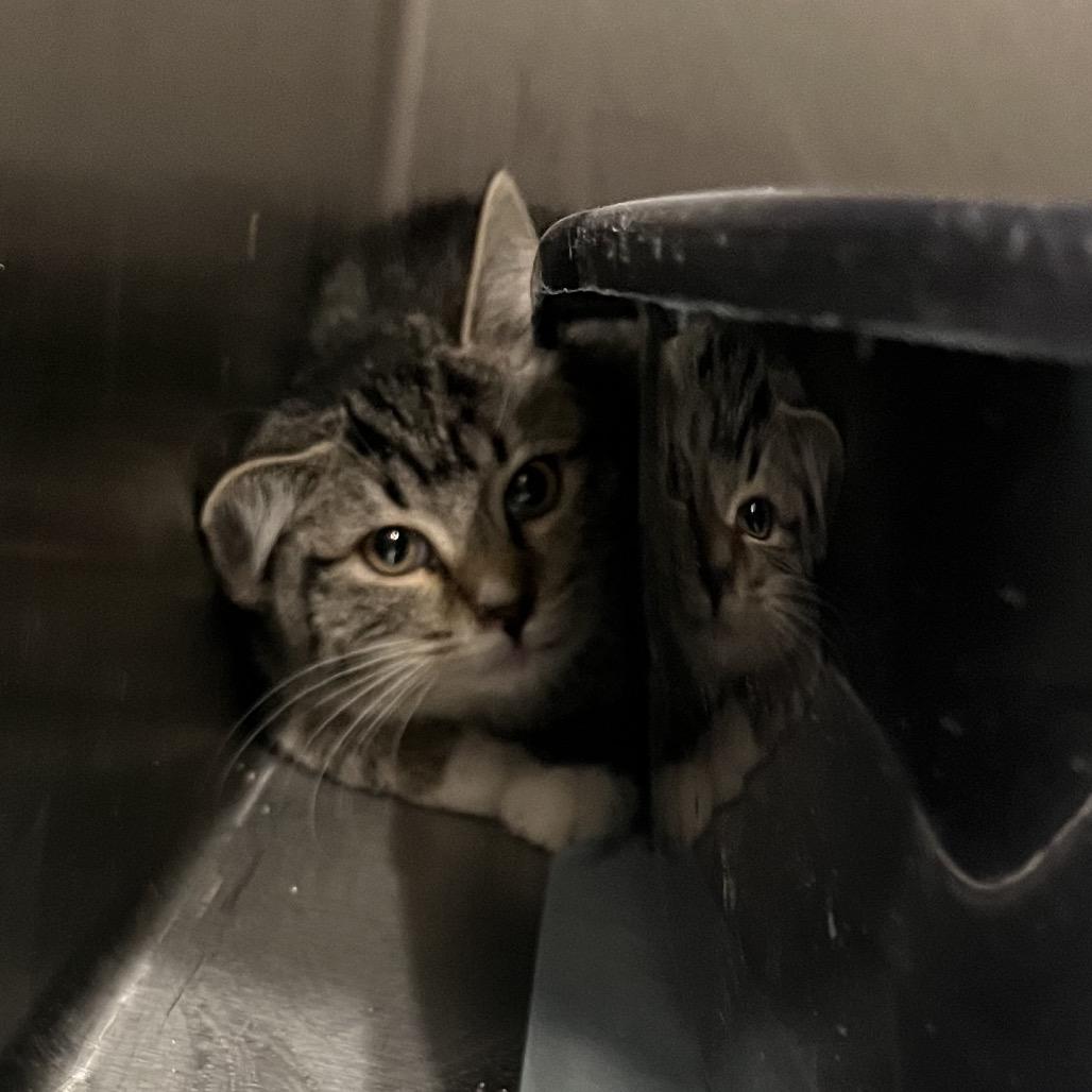 Enlarge Clover, a Adoptable Domestic Short Hair in Richmond Hill, GA image 1/1