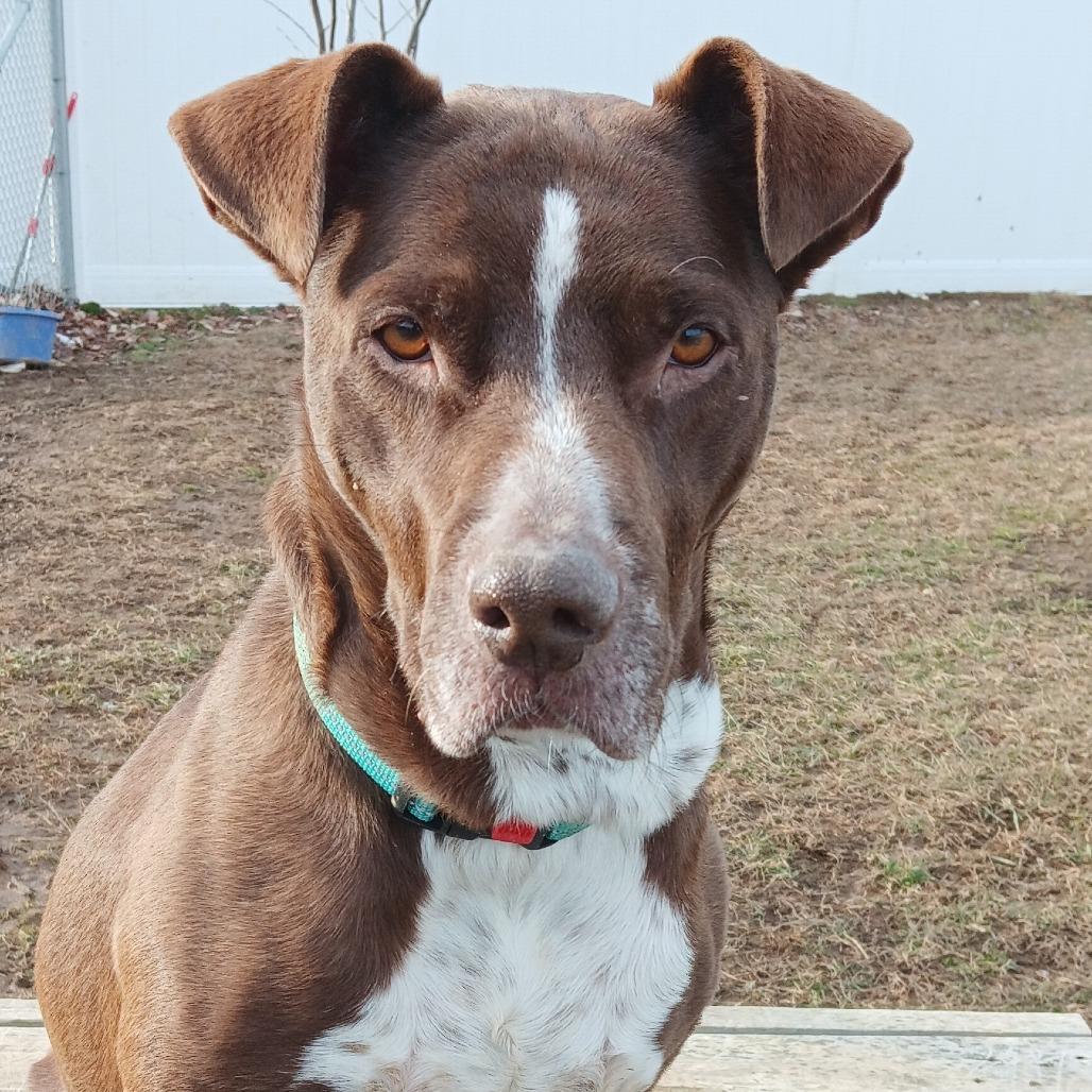 Arkansas AKA Lilly, Adoptable, Adult Female Pit Bull Terrier & Mixed Breed.