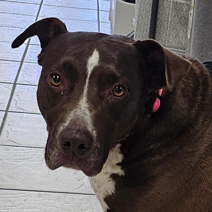 Enlarge Arkansas AKA Lilly, a Adoptable mixed breed in Camden, DE image 2/2