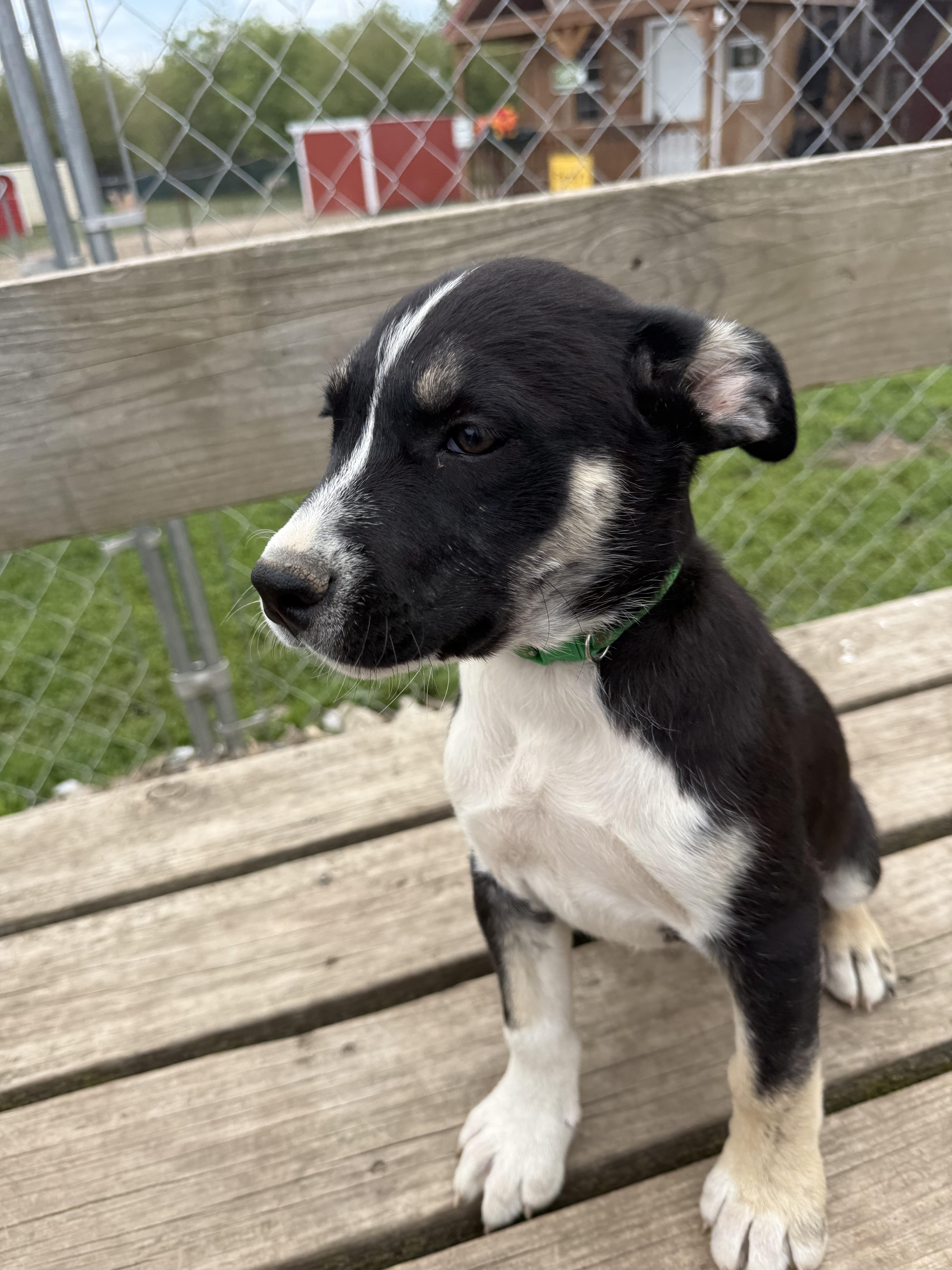 Wyatt, ADOPTABLE, Young Male Husky.