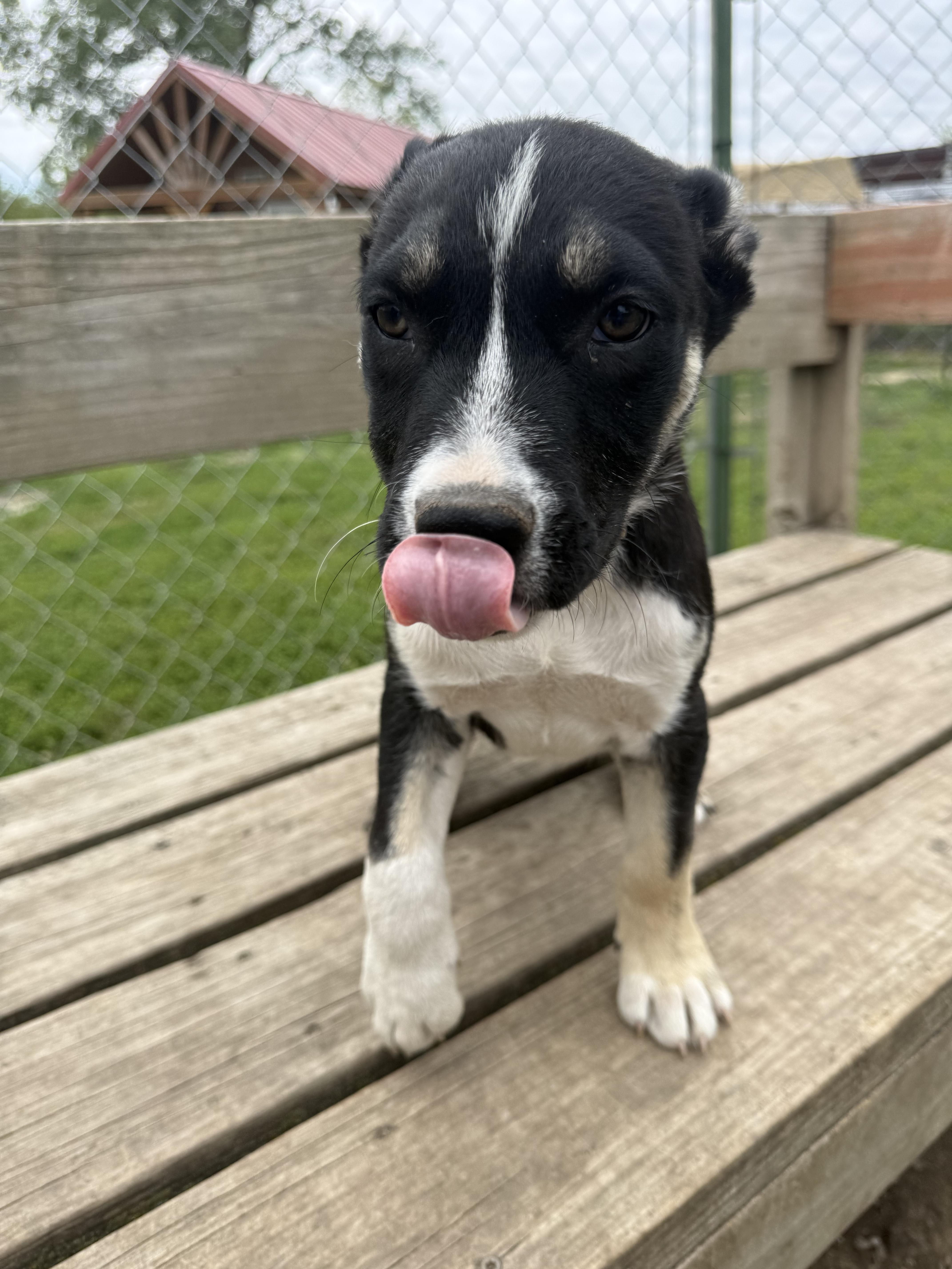 Enlarge Wyatt, a ADOPTABLE mixed breed in Murray, NE image 2/3