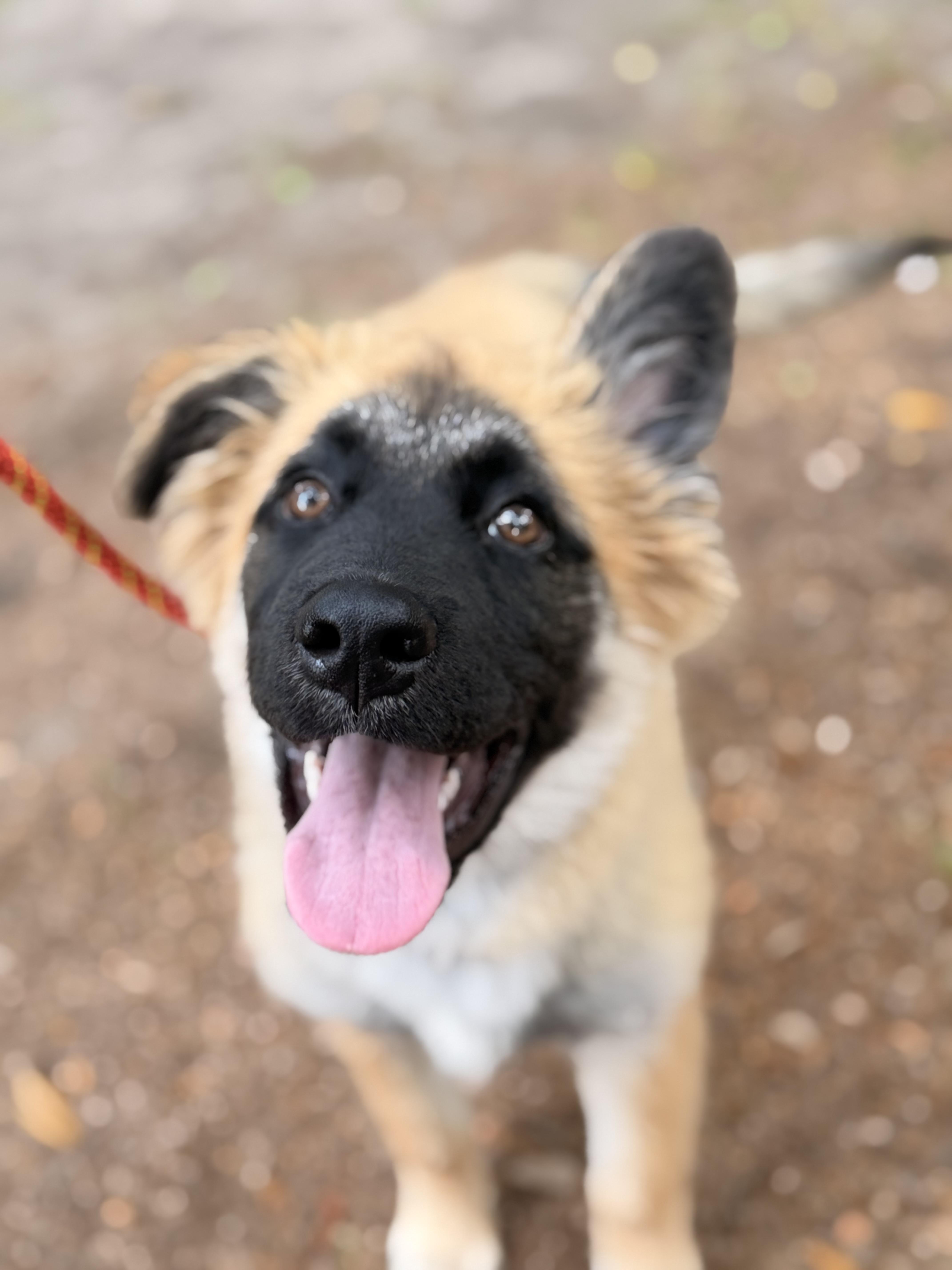 Enlarge Arley, a Adoptable mixed breed in Charleston, SC image 1/2