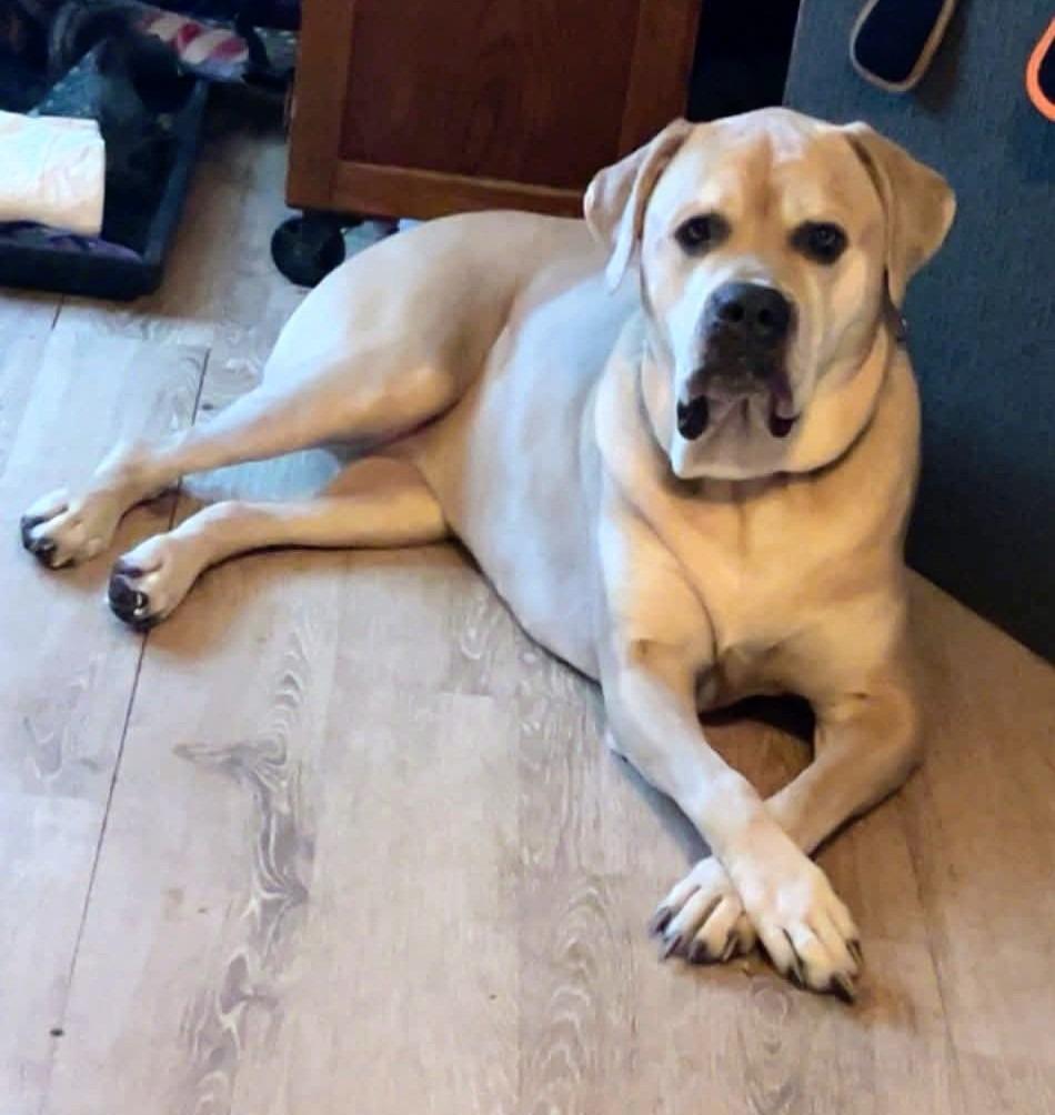 Stella Sue, Adoptable, Adult Female Cane Corso.