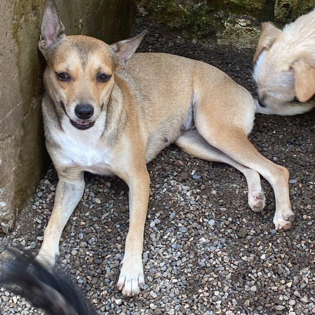 Winni, an adopted mixed breed in Las Jarretaderas, NAY image 4/6