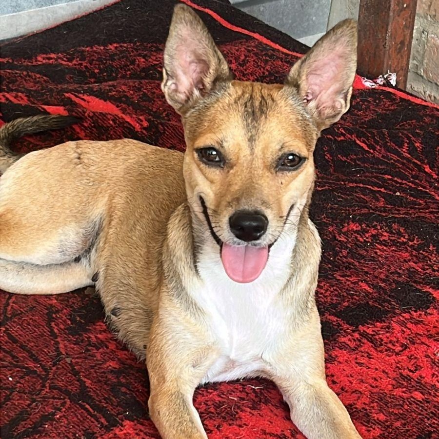 Winni, an adopted mixed breed in Las Jarretaderas, NAY image 2/6