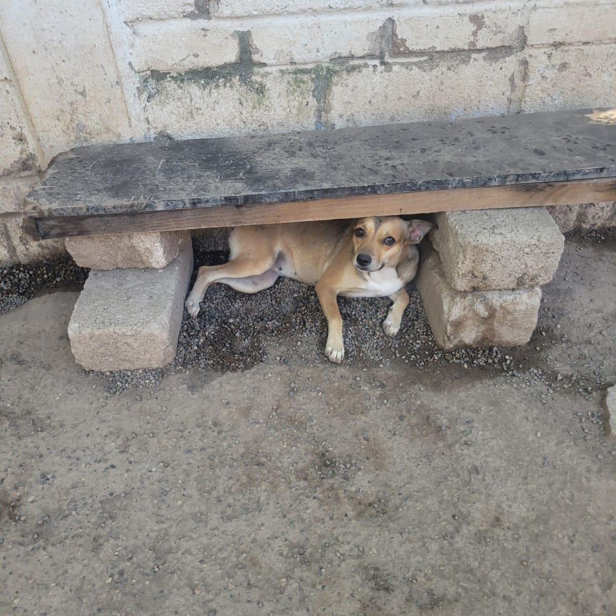 Winni, an adopted mixed breed in Las Jarretaderas, NAY image 3/6