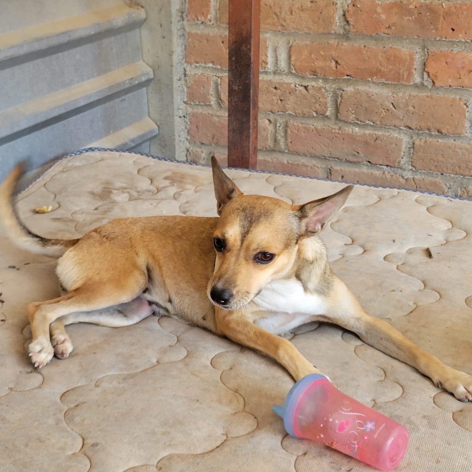 Winni, adopted, Adult Female Chihuahua & Mixed Breed.