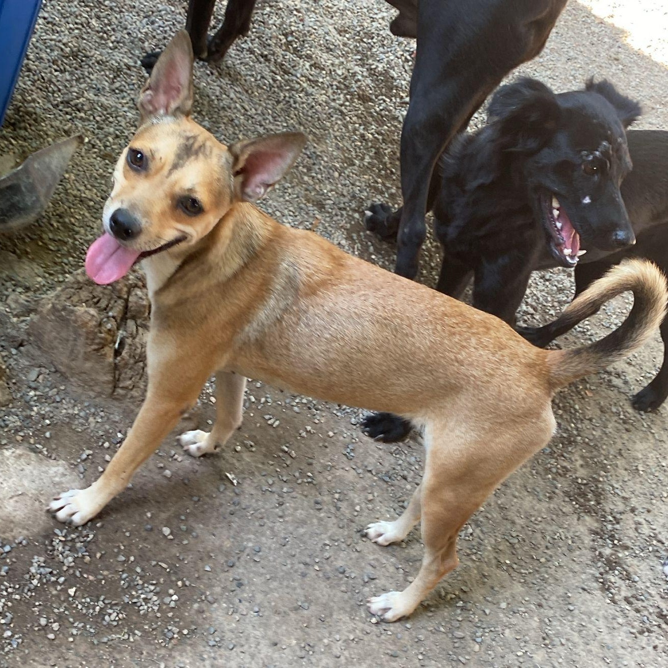 Winni, an adopted mixed breed in Las Jarretaderas, NAY image 5/6