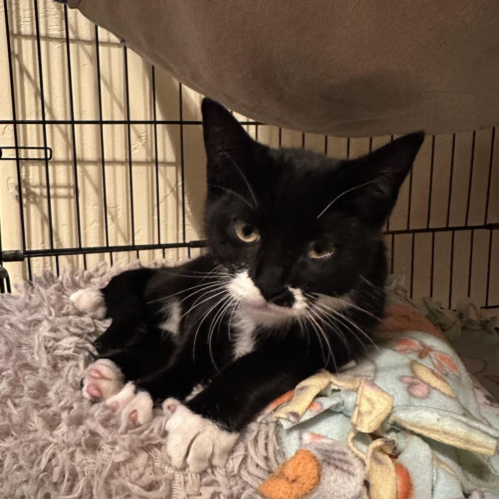 Sabrina, Adoptable, Kitten Female Domestic Short Hair.