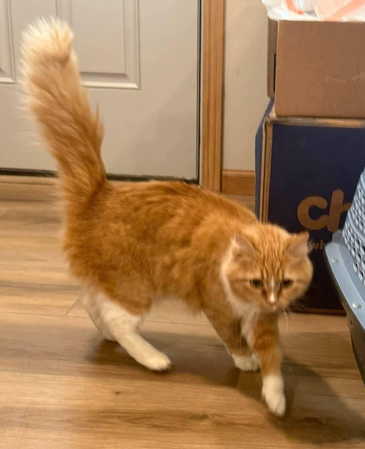 Enlarge Clementine , an adopted mixed breed in Sioux City, IA image 4/5