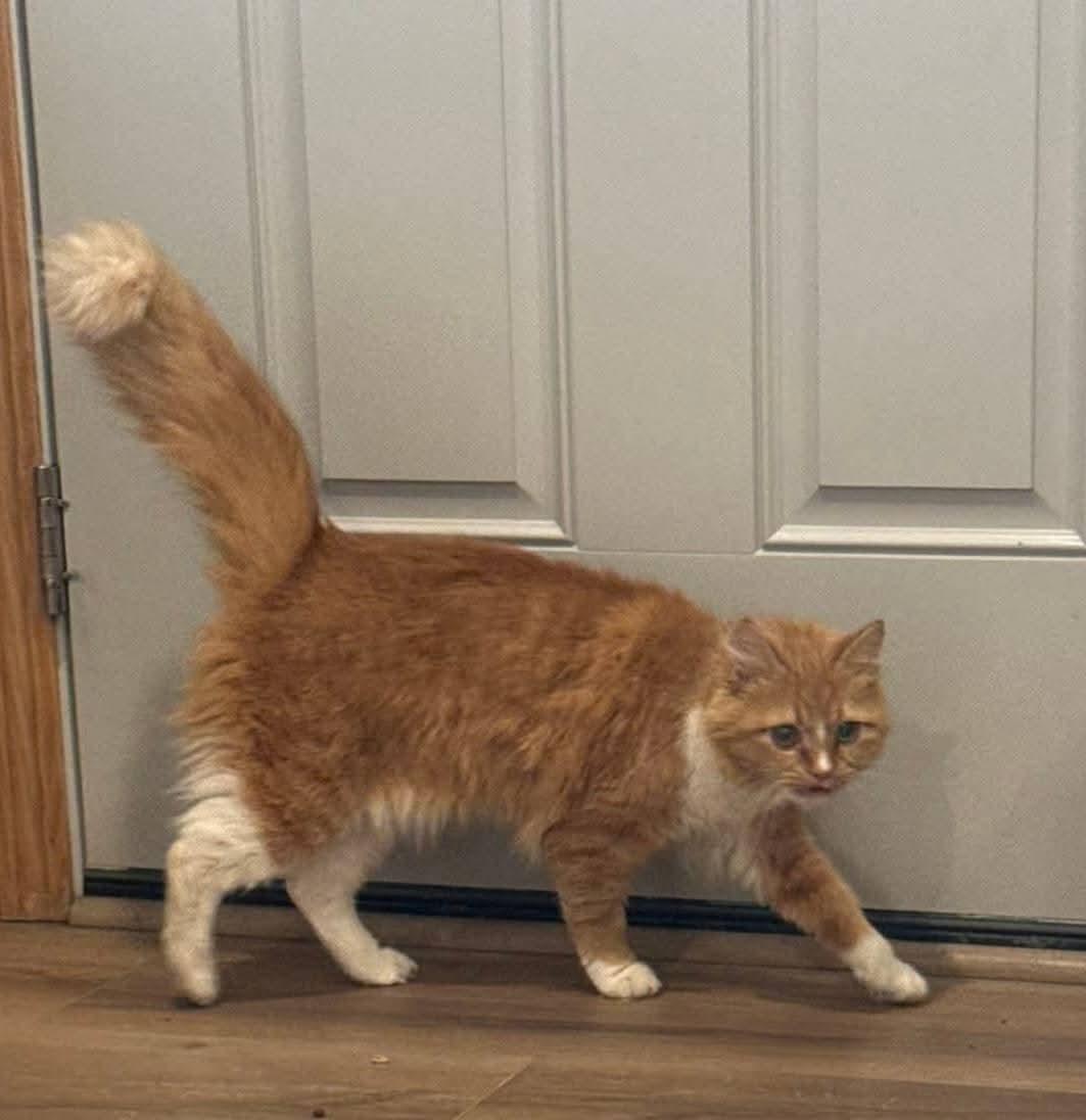 Enlarge Clementine , an adopted mixed breed in Sioux City, IA image 3/5