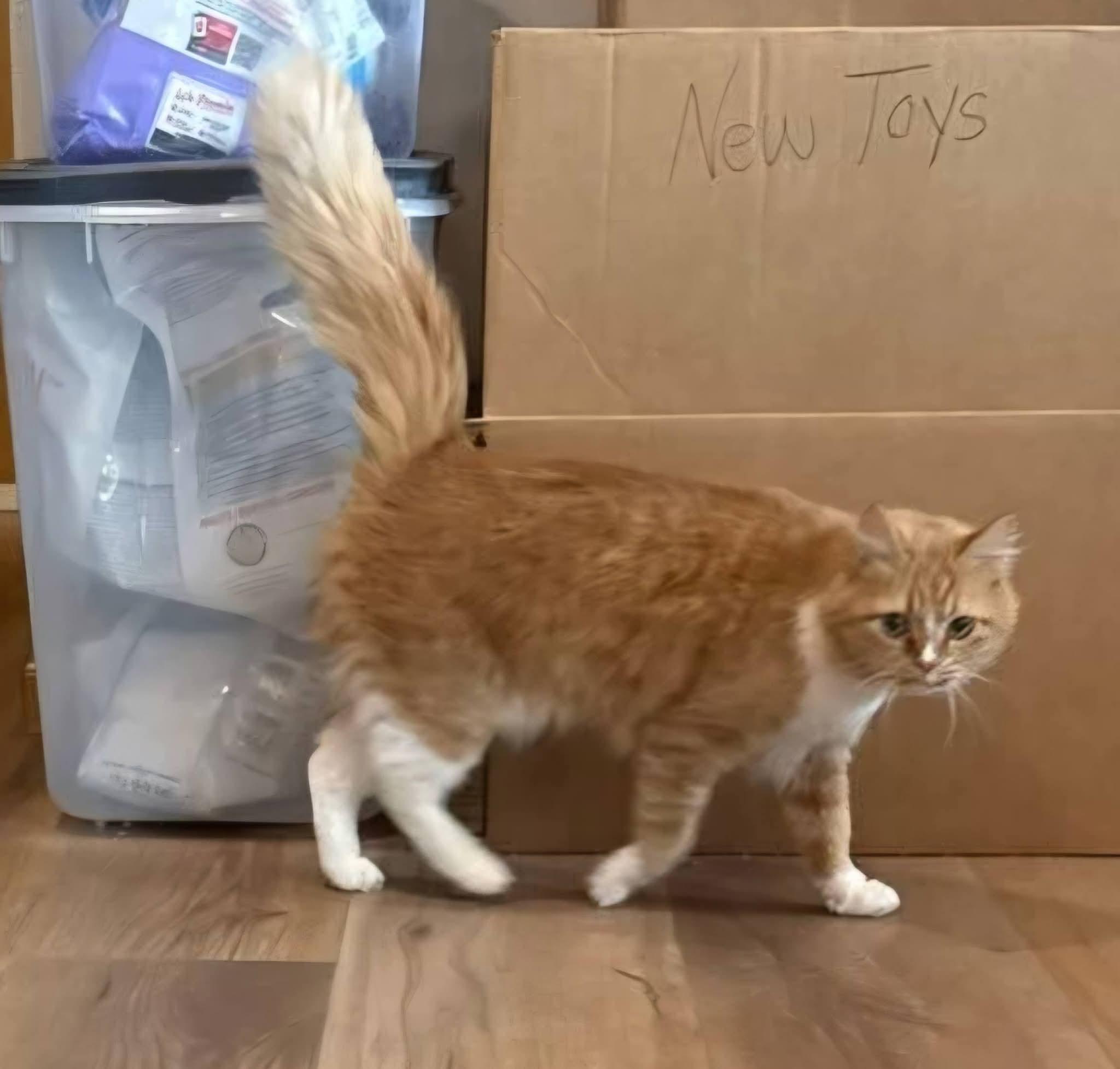 Enlarge Clementine , an adopted mixed breed in Sioux City, IA image 2/5