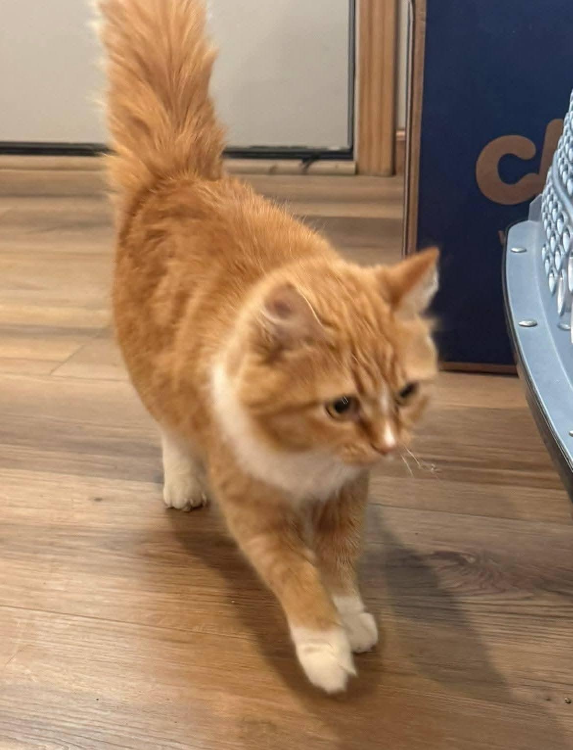 Enlarge Clementine , an adopted mixed breed in Sioux City, IA image 5/5