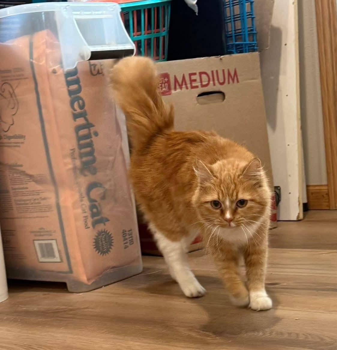 Clementine , adopted, Adult Female Domestic Medium Hair.