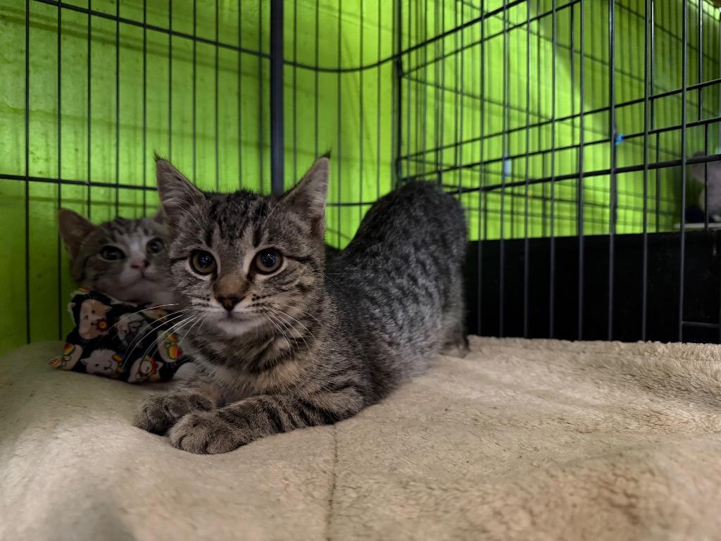 Wonton, Adoptable, Kitten Female Domestic Short Hair.