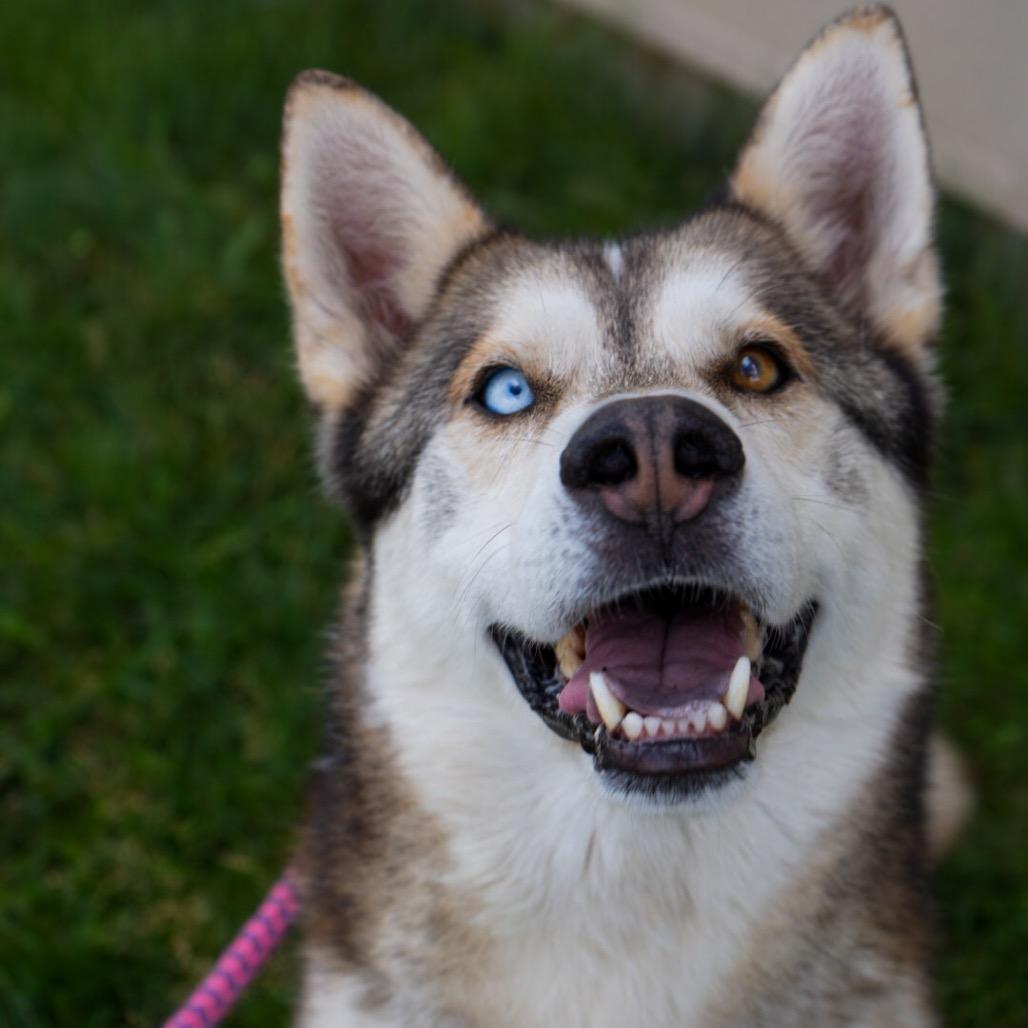 Lucky, Adoptable, Senior Male Husky.