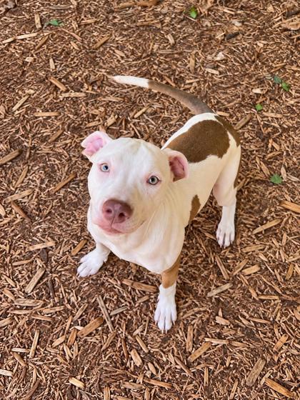 Enlarge Vanilla Ice, a Adoptable mixed breed in Cumming, GA image 1/3