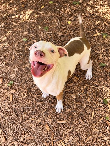Enlarge Vanilla Ice, a Adoptable mixed breed in Cumming, GA image 2/3