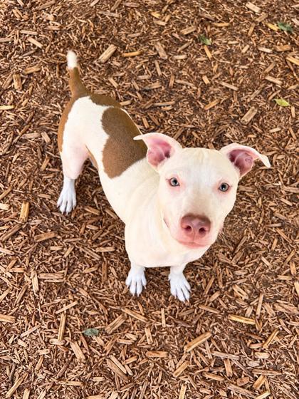 Enlarge Vanilla Ice, a Adoptable mixed breed in Cumming, GA image 3/3