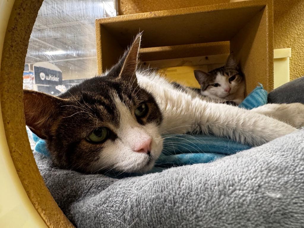 Twix, Adoptable, Senior Male Domestic Short Hair.