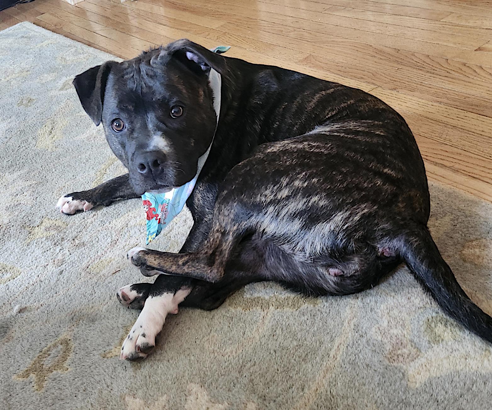 Bella, a other Pit Bull Terrier in Virginia Beach, VA image 2/6