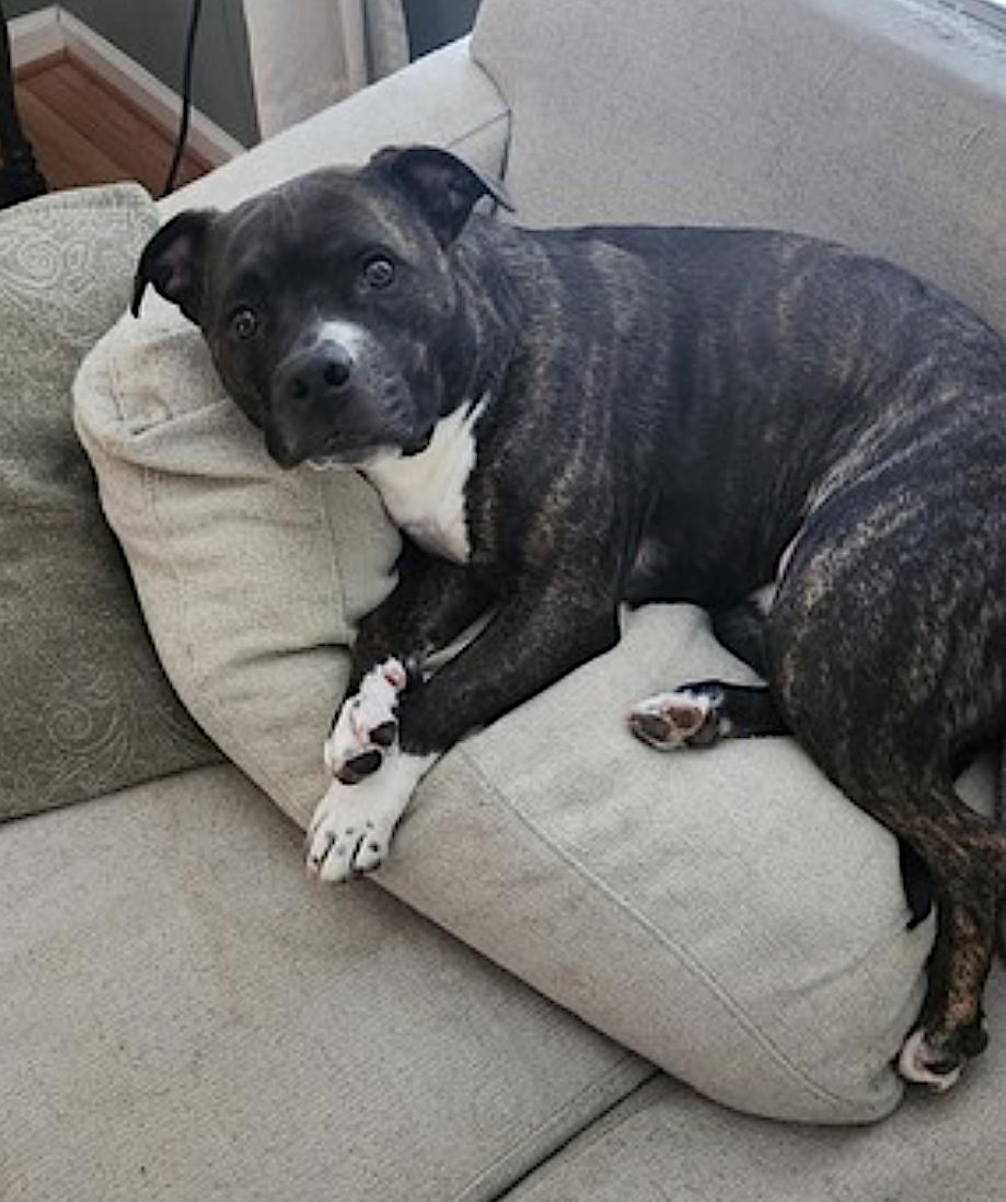 Bella, a other Pit Bull Terrier in Virginia Beach, VA image 5/6