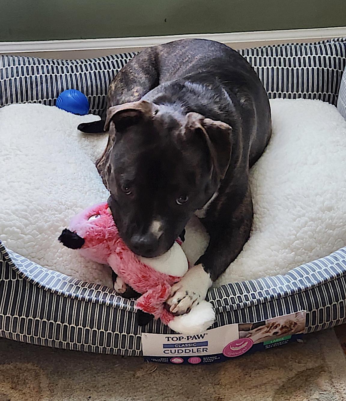 Bella, a other Pit Bull Terrier in Virginia Beach, VA image 4/6