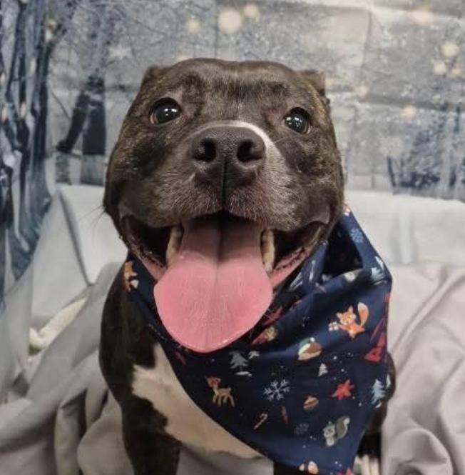 Bella, a other Pit Bull Terrier in Virginia Beach, VA image 3/6