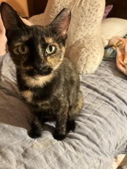 Misty, a Adoptable Tortoiseshell in Phoenix, AZ image 1/2