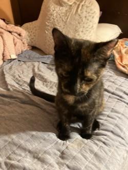 Misty, a Adoptable Tortoiseshell in Phoenix, AZ image 2/2