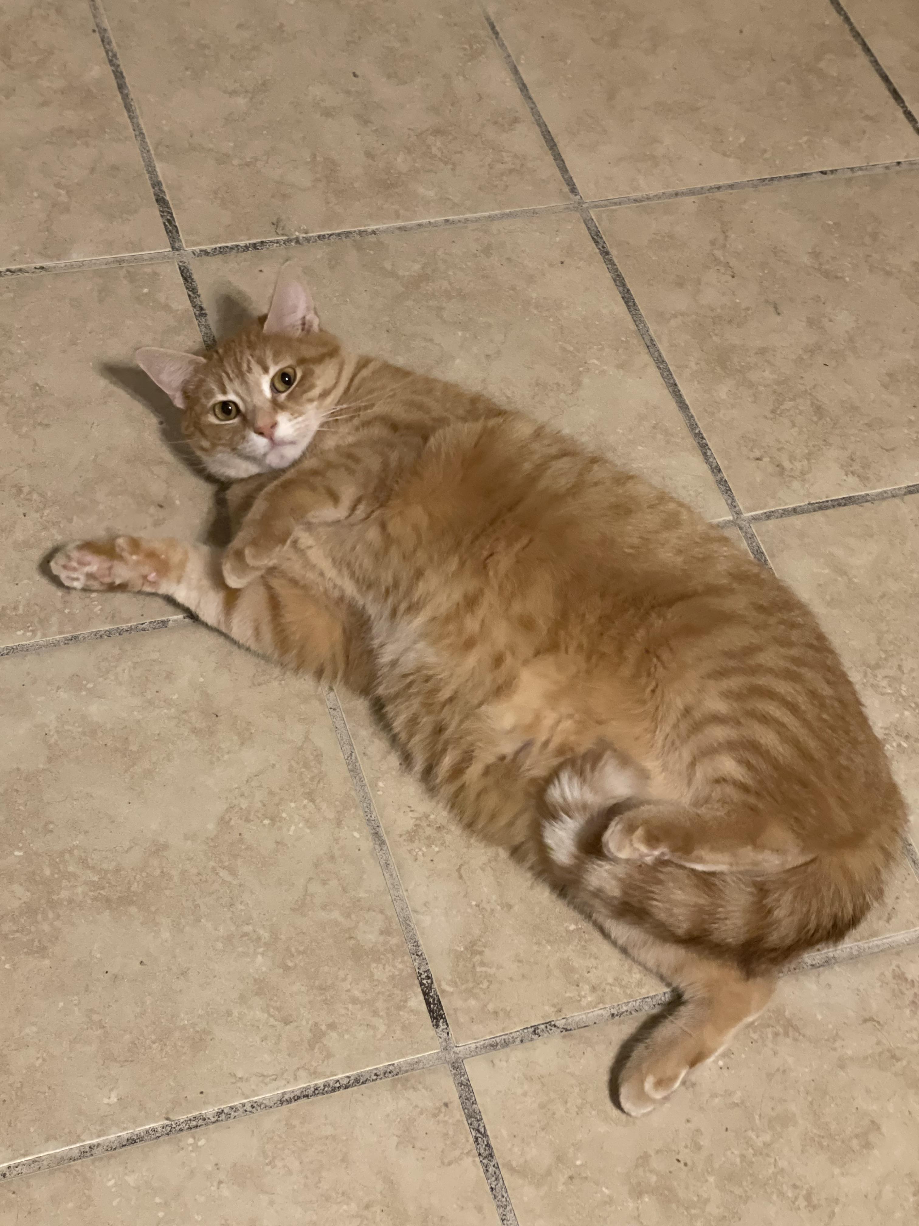 Cricket, Adoptable, Adult Female Domestic Short Hair.