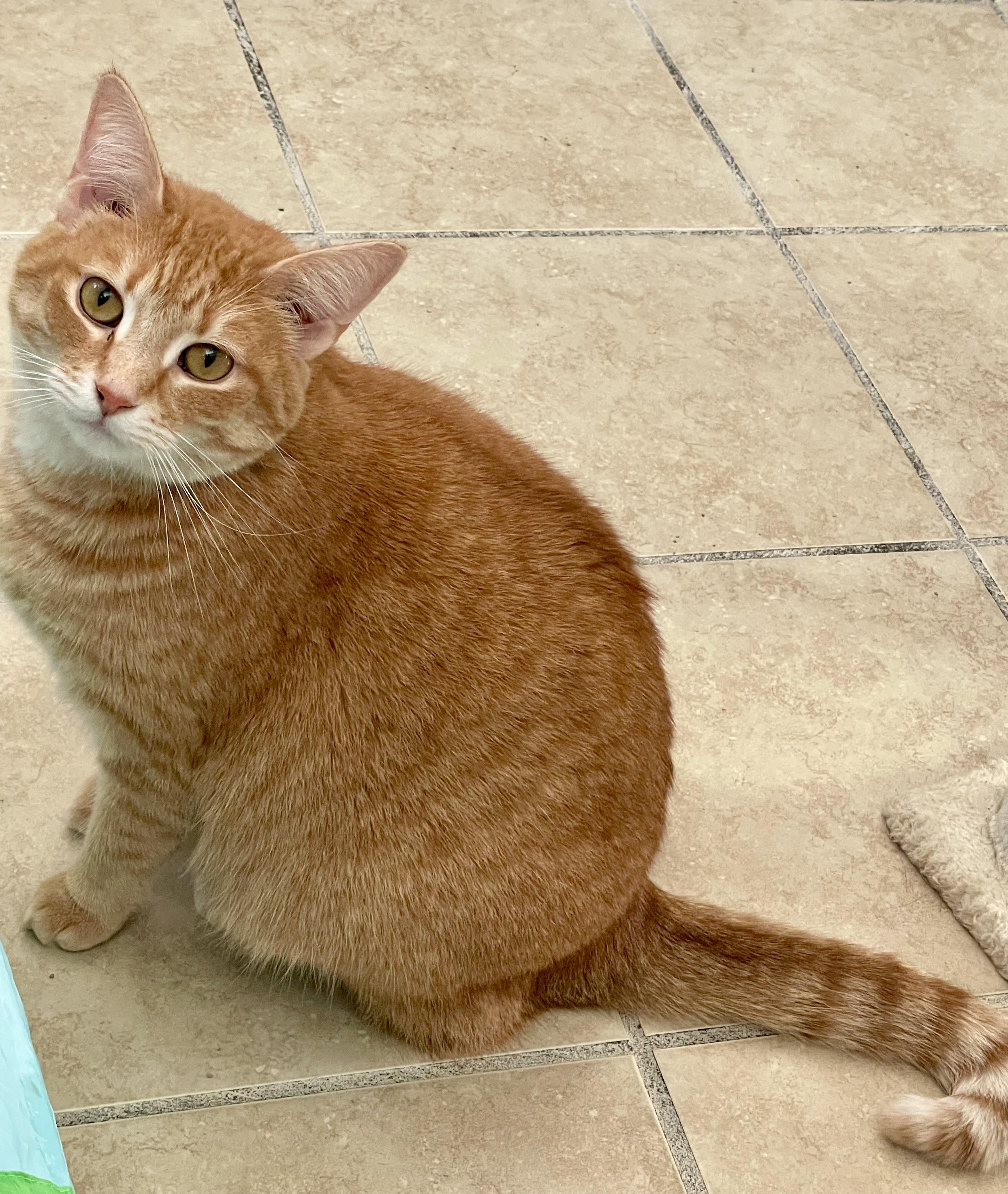 Cricket, a Adoptable mixed breed in Lacon, IL image 2/6