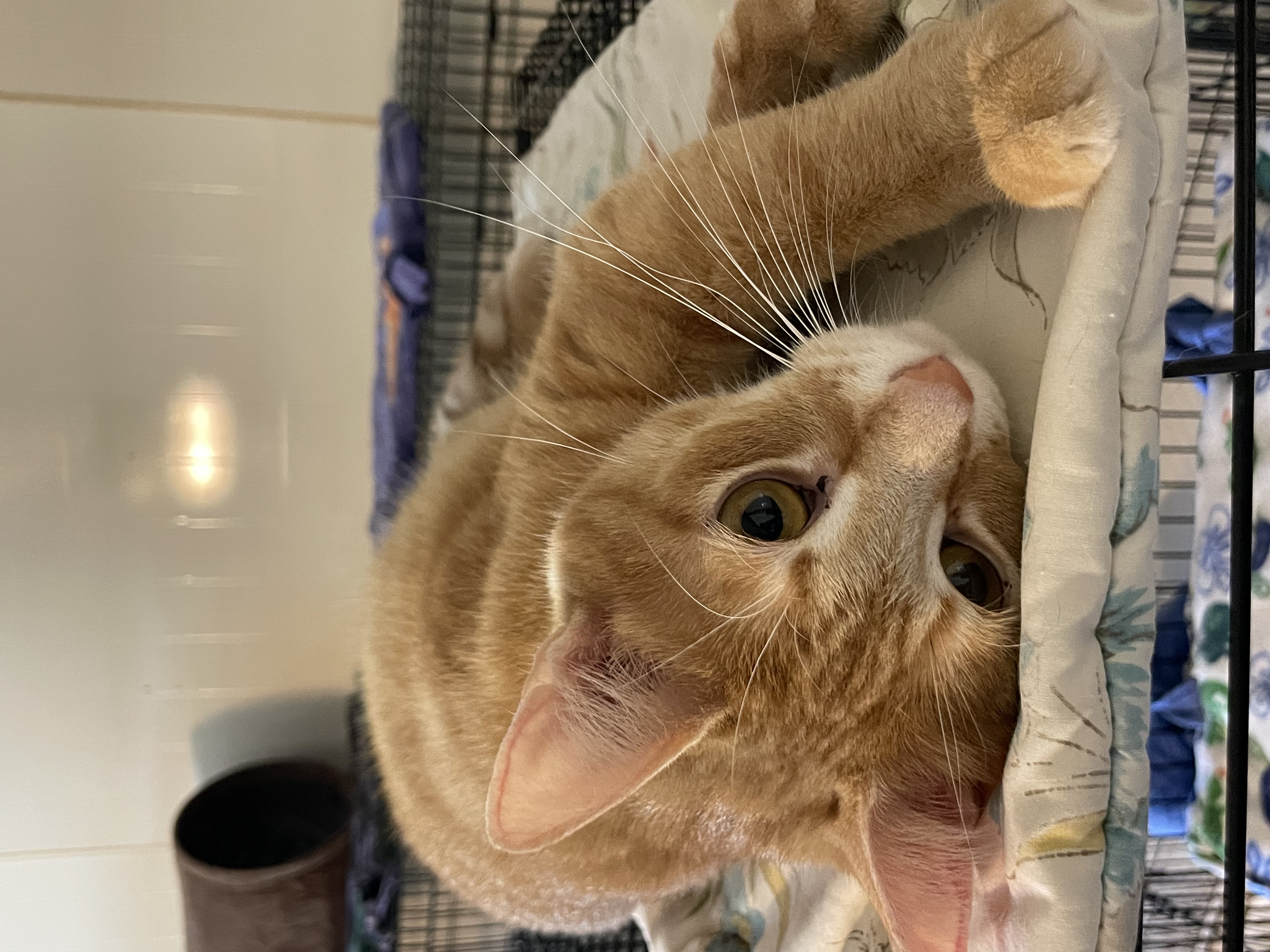 Cricket, a Adoptable mixed breed in Lacon, IL image 6/6