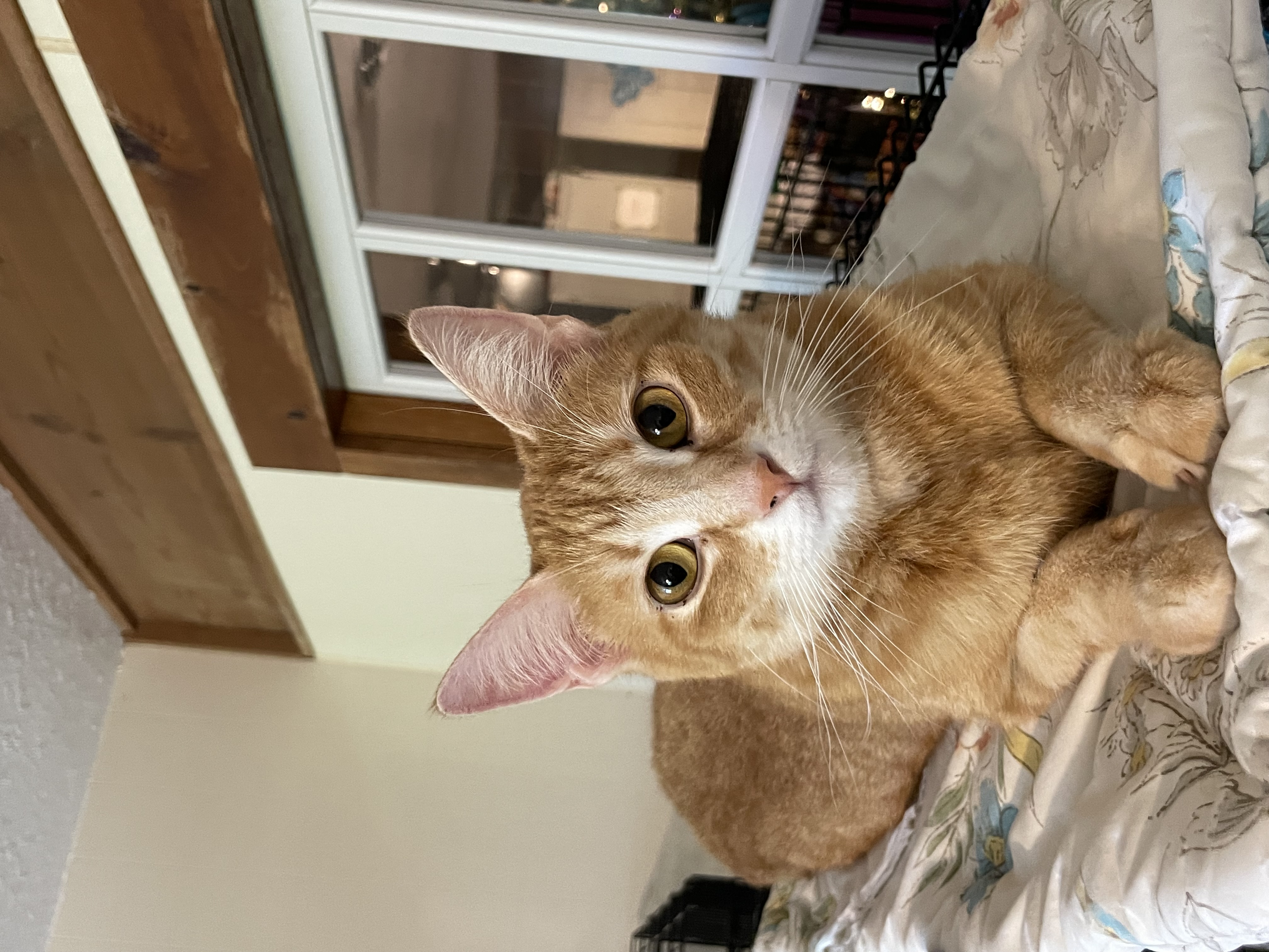 Cricket, a Adoptable mixed breed in Lacon, IL image 5/6