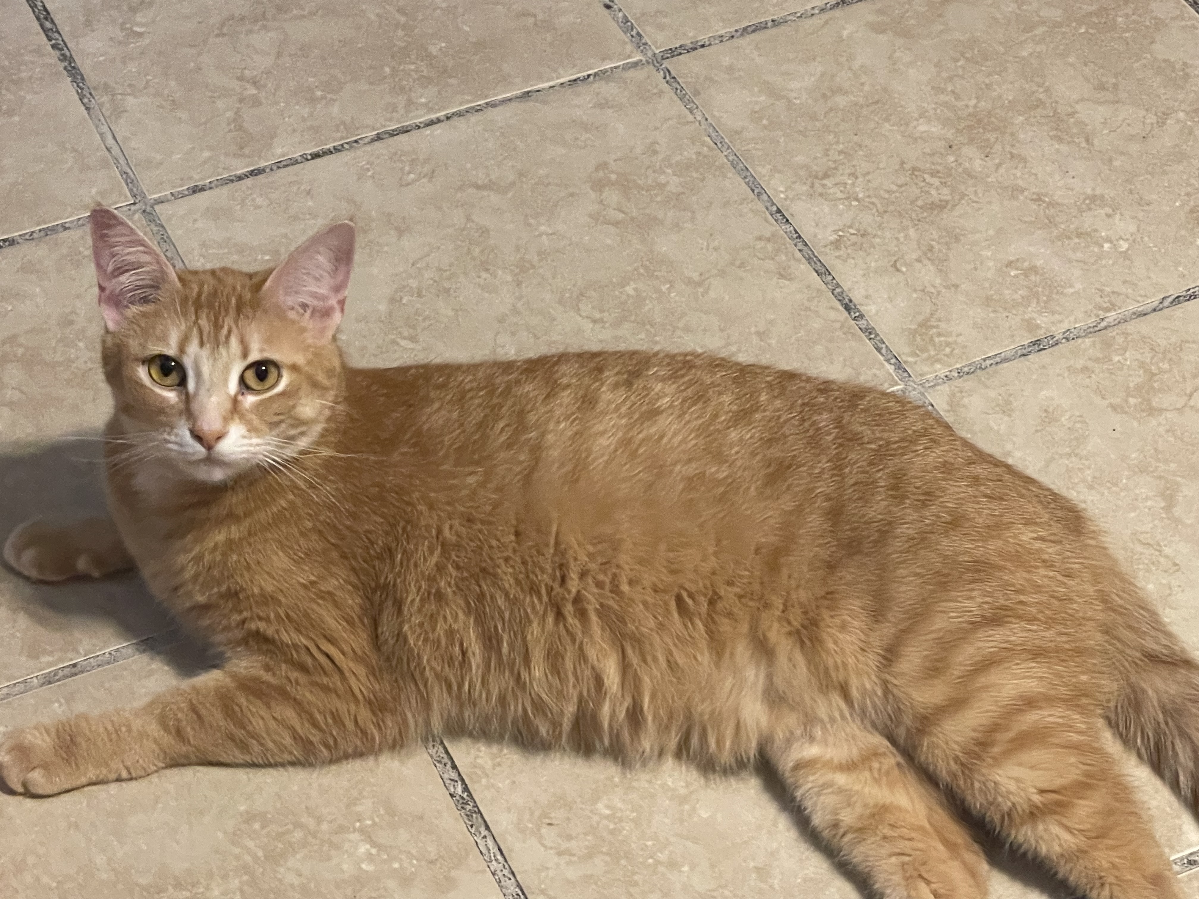 Cricket, a Adoptable mixed breed in Lacon, IL image 4/6