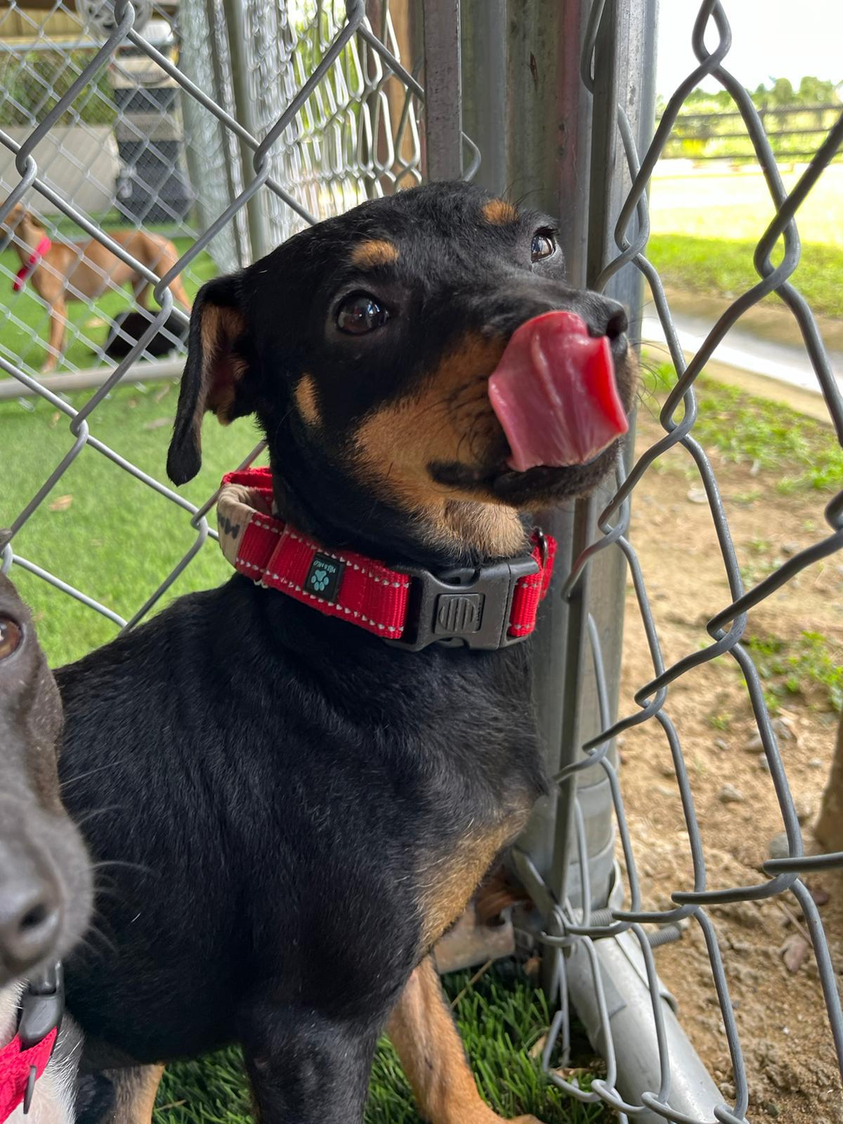 Bear, a Adoptable mixed breed in Morristown, NJ image 2/6
