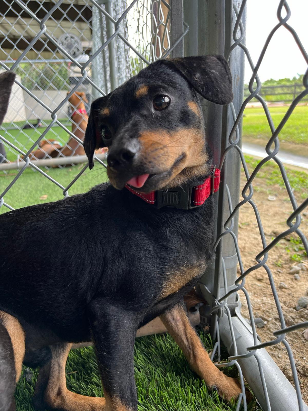 Bear, a Adoptable mixed breed in Morristown, NJ image 3/6