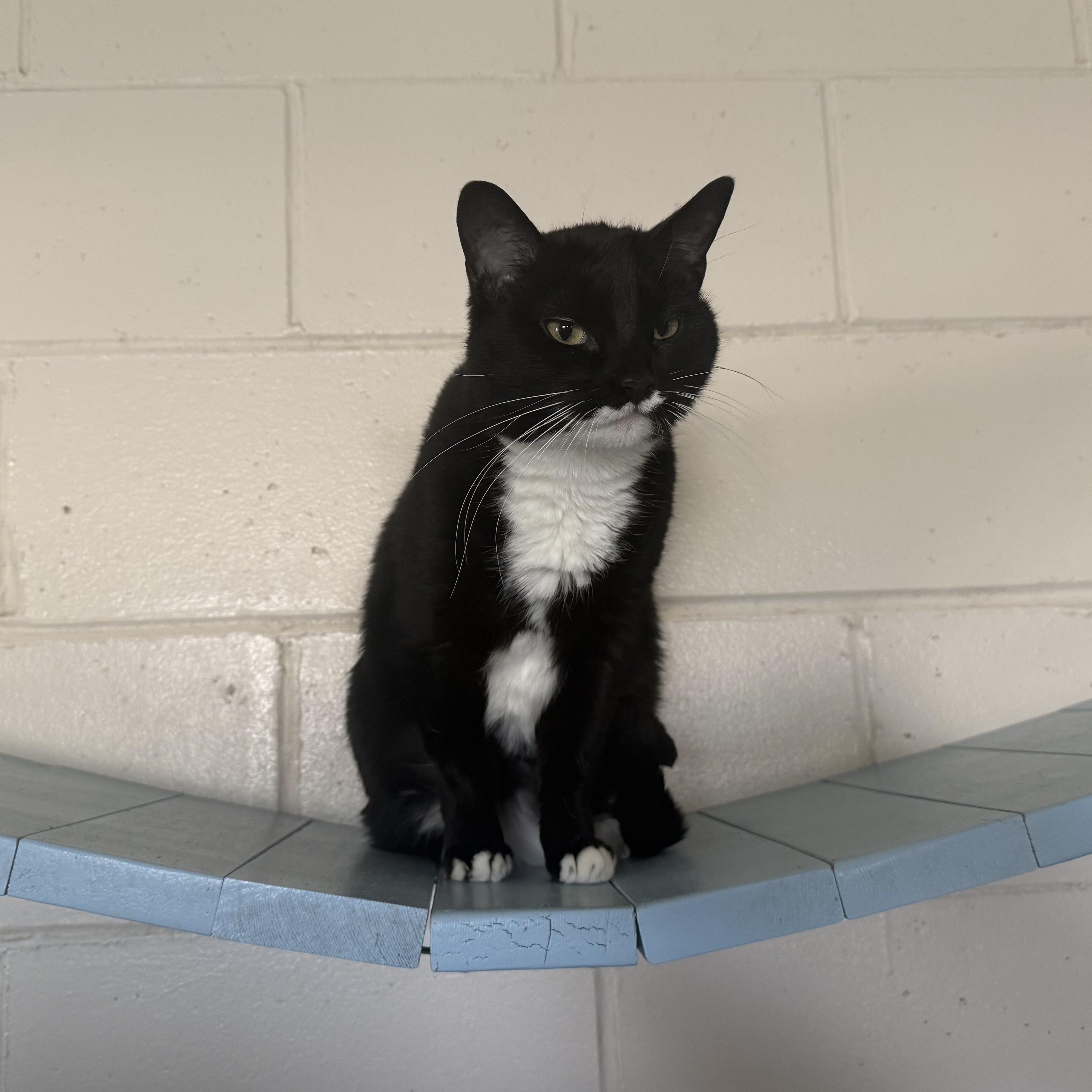 ITTY BITTY, a ADOPTABLE Domestic Short Hair in La Crescent, MN image 5/6